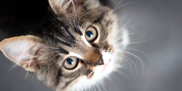 Healthy pets, happy clients at VCA Animal Hospitals