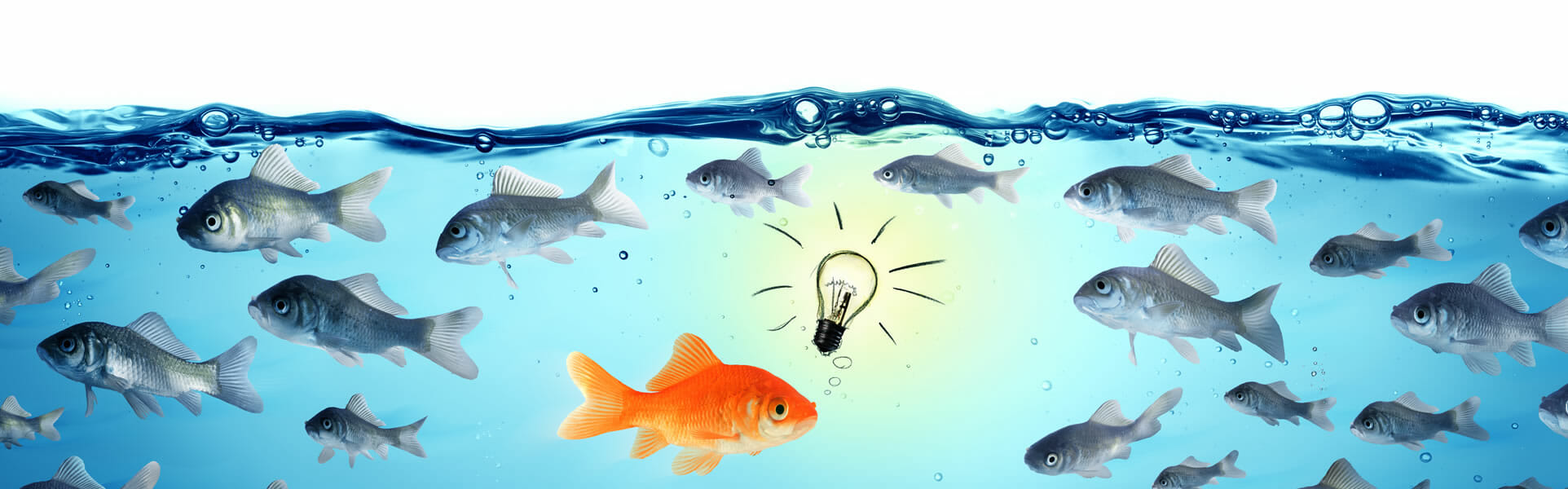 illustration of leadership concept with goldfish