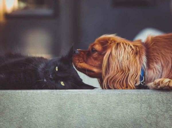 cats and dogs working together - empathy
