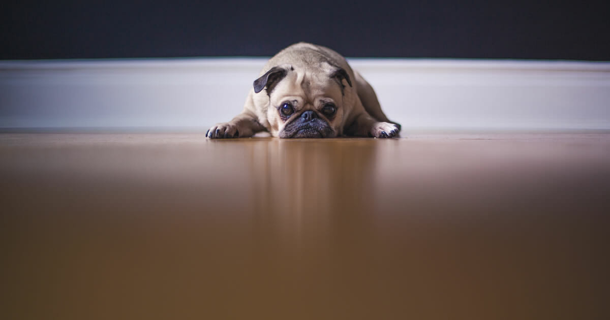 This dog shows a lack of motivation! Unsplash.com photo by Matthew Wiebe