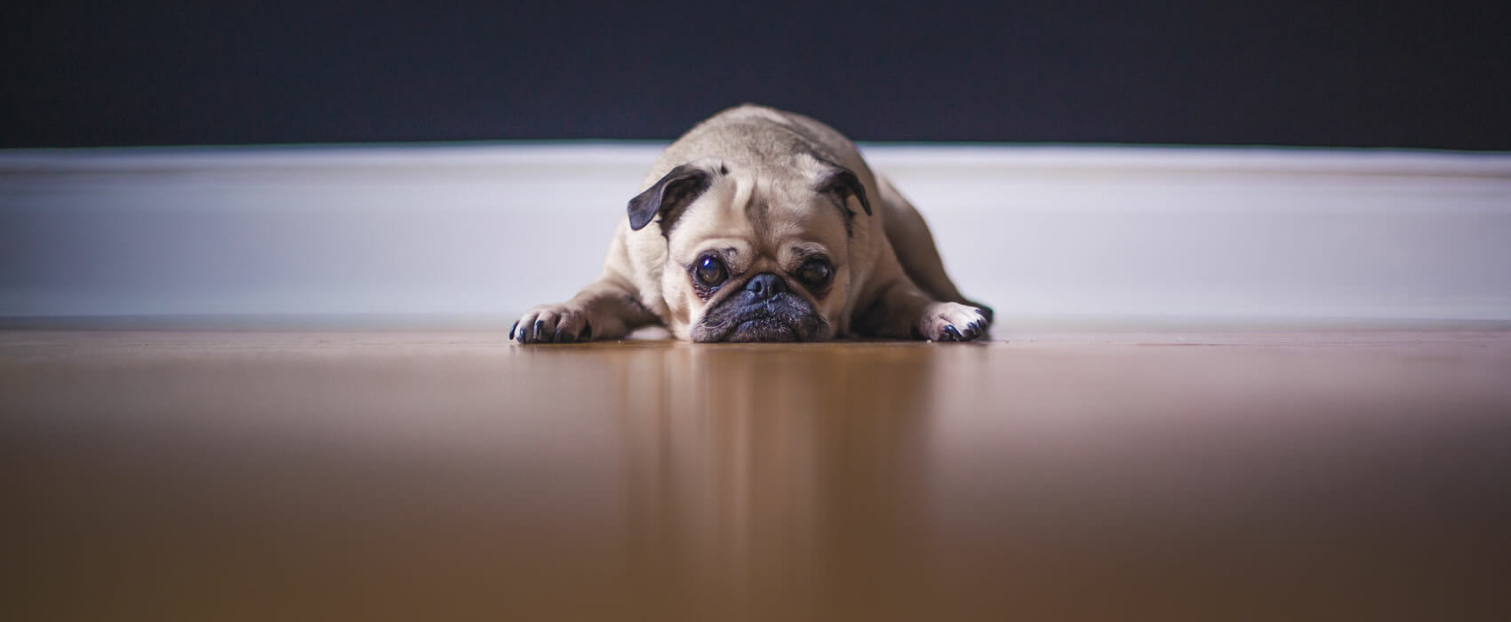 This dog shows a lack of motivation! Unsplash.com photo by Matthew Wiebe