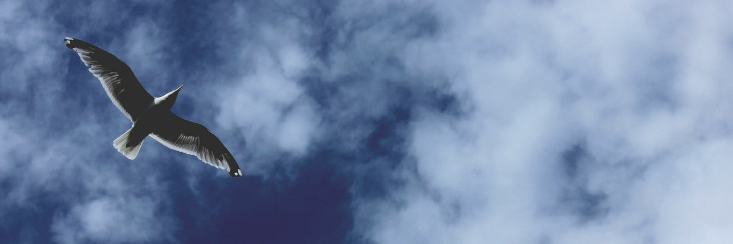 Insights on leadership: Photo by Stefan Gessert on Unsplash (bird in flight and white clouds against a deep blue sky)