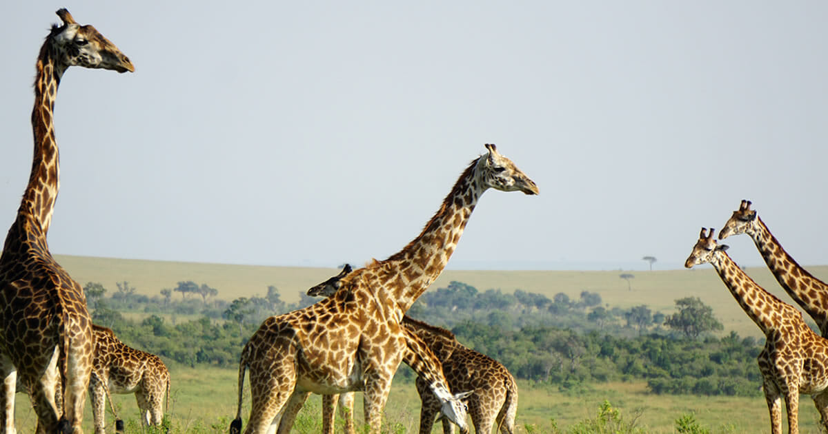 7 steps to better networking - Giraffe on the Masai Mara in January 2018 - Julie Wolpers