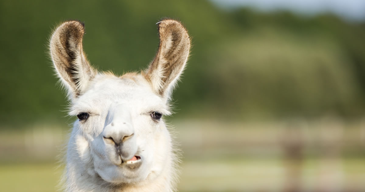 llama-1200px