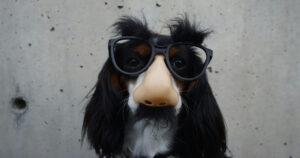 Combatting dirty tricks in sales negotiations - Photo by Braydon Anderson on Unsplash (dog wearing glasses and a fake nose)