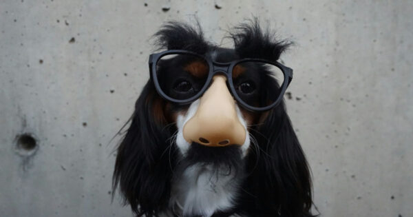 Combatting dirty tricks in sales negotiations - Photo by Braydon Anderson on Unsplash (dog wearing glasses and a fake nose)