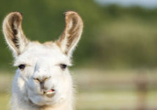 llama-1200px